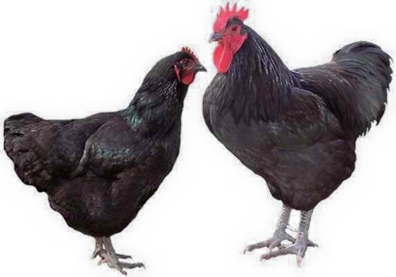 abu black hens