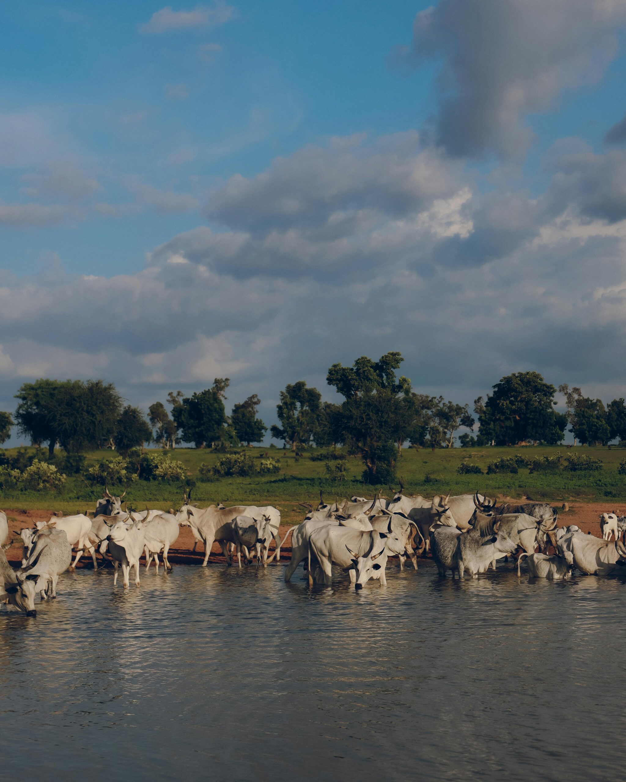 pexels-lazy-genius-2155248963-33624983