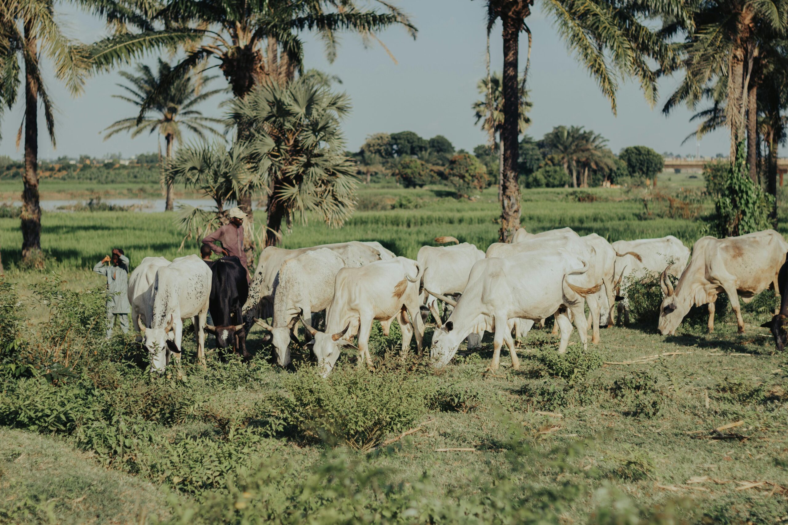 pexels-mk-photos-2155585436-34179643